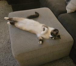Lost Female Cat last seen East Selah Rd and Wise Acre Rd, Yakima County, WA 98901