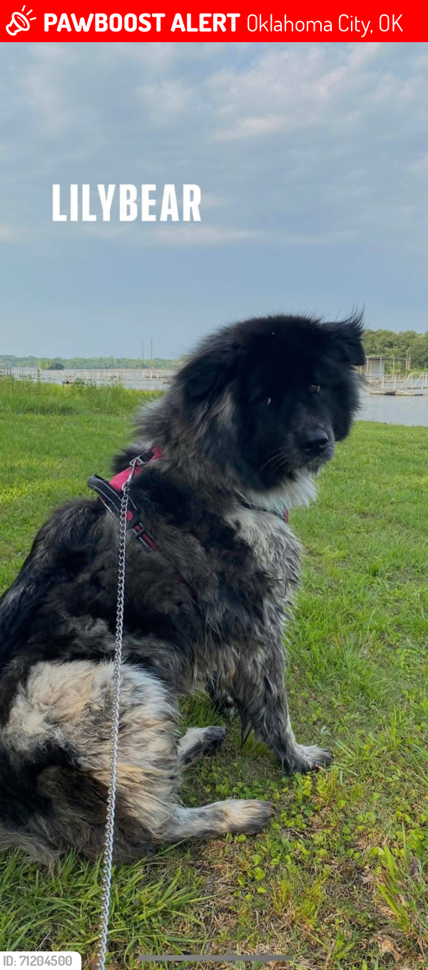 Lost Female Dog last seen Triple X Rd and SE134th St, Oklahoma City, OK 74857