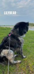 Lost Female Dog last seen Triple X Rd and SE134th St, Oklahoma City, OK 74857
