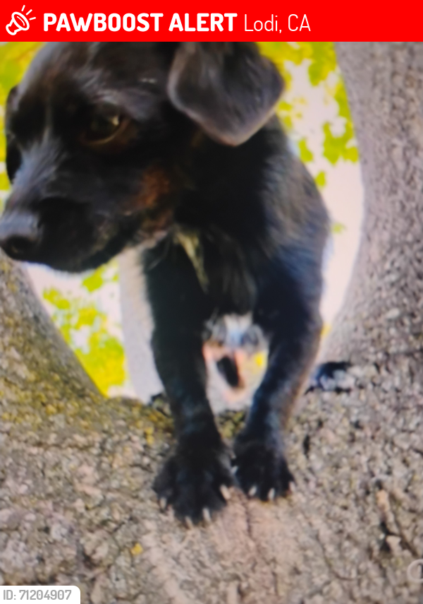 Lost Female Dog last seen California Street and Lodi, Lodi, CA 95240
