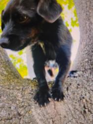 Lost Female Dog last seen California Street and Lodi, Lodi, CA 95240