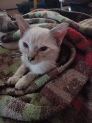 Lost Unknown Cat last seen W 6th Street , San Bernardino, CA 92410