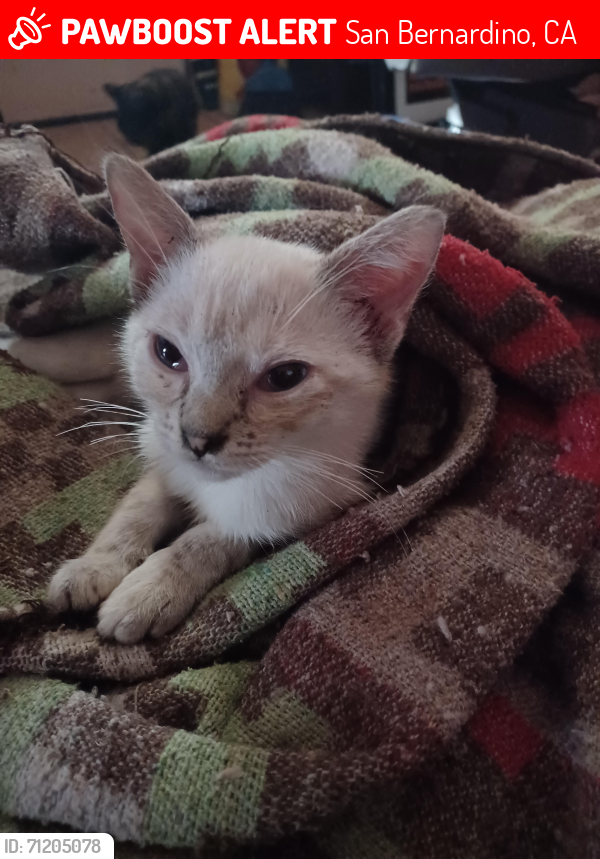 Lost Unknown Cat last seen W 6th Street , San Bernardino, CA 92410