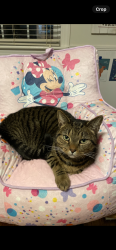 Lost Female Cat last seen Vets office beside Jersey Mikes in TEGA KAY , York County, SC 29708