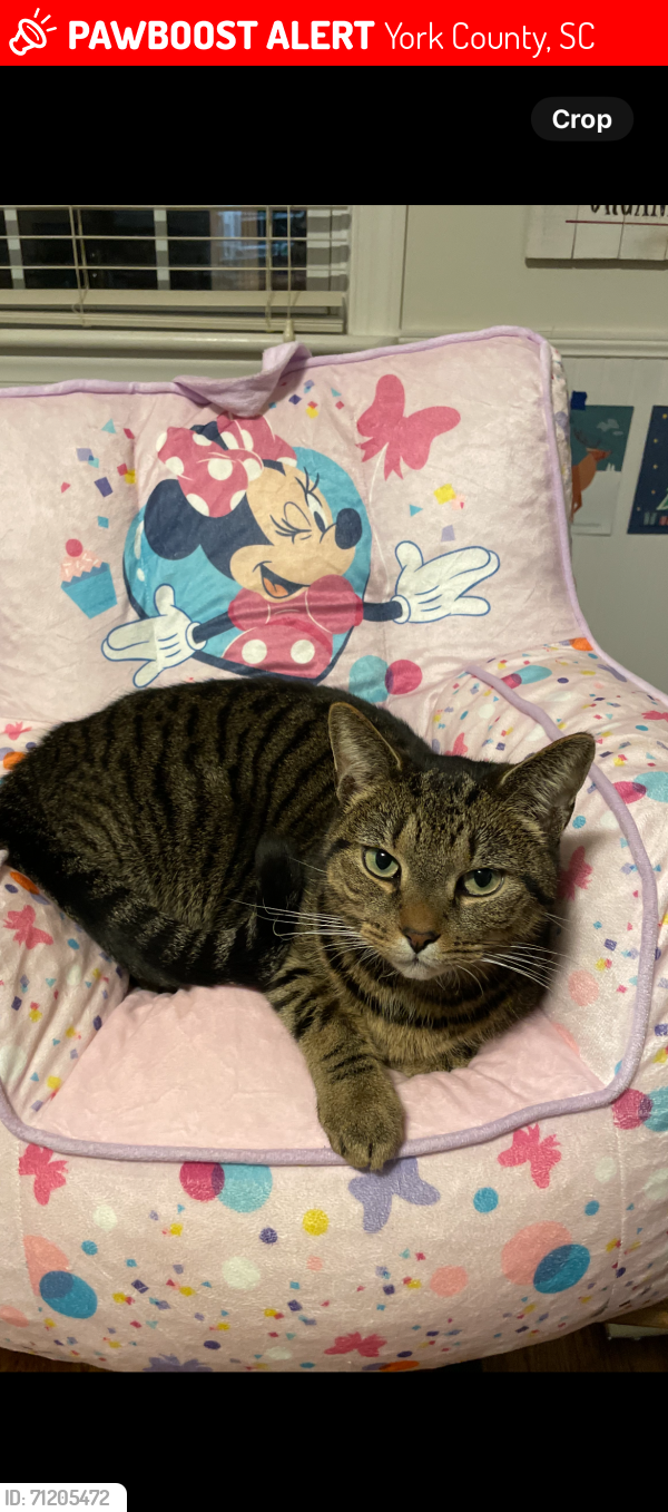 Lost Female Cat last seen Vets office beside Jersey Mikes in TEGA KAY, York County, SC 29708
