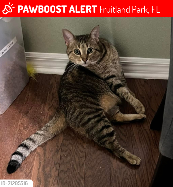 Fruitland Park FL Lost Male Cat Dodge Is Missing PawBoost 