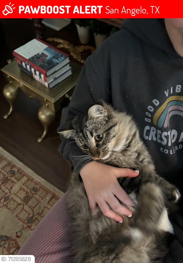 Lost Female Cat last seen S Madison St. , San Angelo, TX 76901