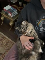 Lost Female Cat last seen S Madison St. , San Angelo, TX 76901