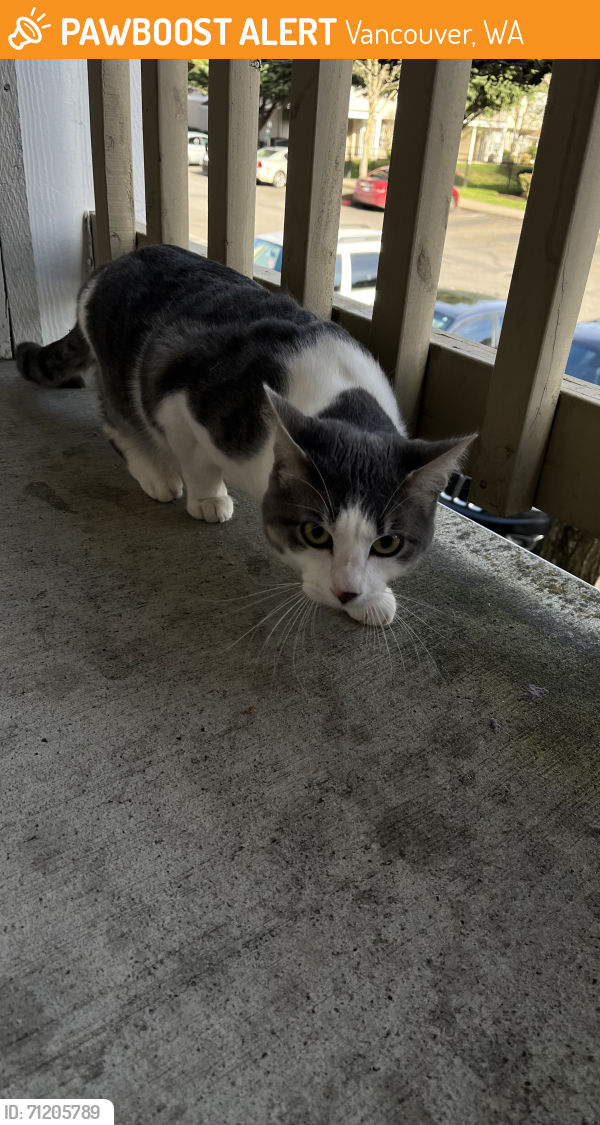 Wa Rav Cat Vancouver, WA Stray Male Cat Found Near Near SE 139th Vancouver WA ...