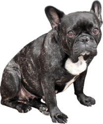 Lost Female Dog last seen California City Blvd. and Alona Road, Mojave, CA 93501