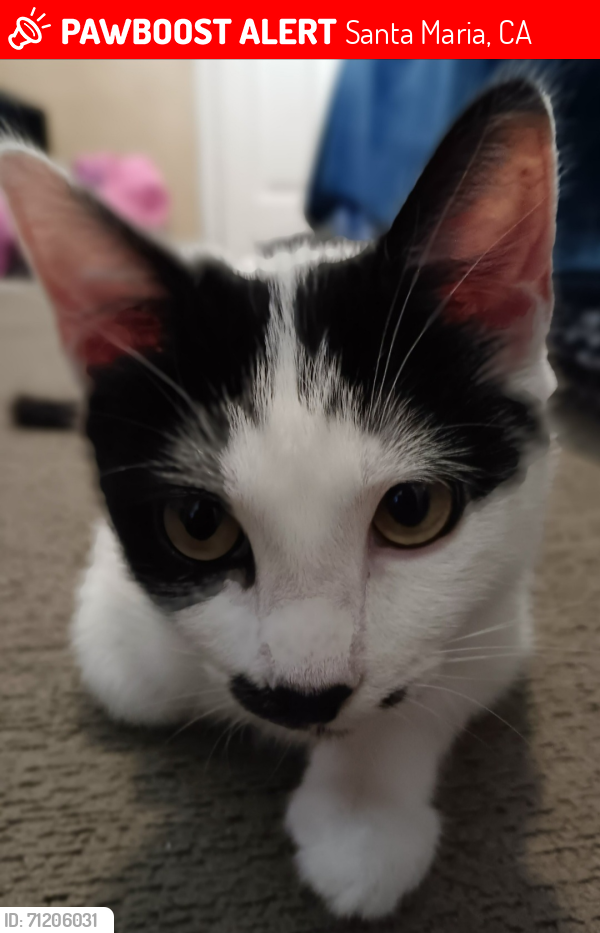 Lost Female Cat last seen Near Allan Hancock College, Santa Maria, CA 93458