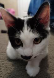 Lost Female Cat last seen Near Allan Hancock College, Santa Maria, CA 93458