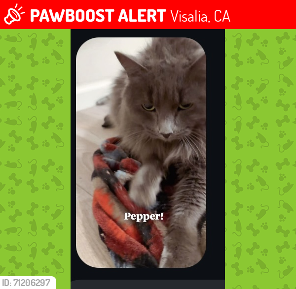 Lost Female Cat last seen Demaree and Whitendale, Visalia, CA 93277