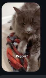Lost Female Cat last seen Demaree and Whitendale, Visalia, CA 93277