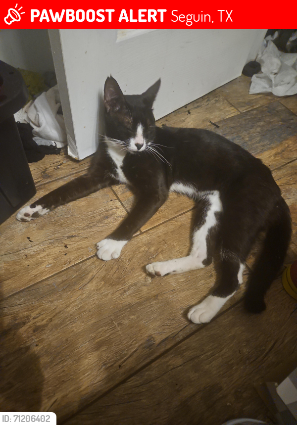 Lost Male Cat last seen River Oak Dr and Greenway Dr, Seguin, TX 78155
