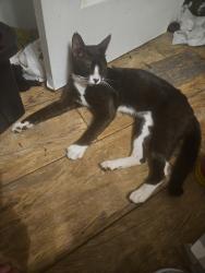 Lost Male Cat last seen River Oak Dr and Greenway Dr, Seguin, TX 78155