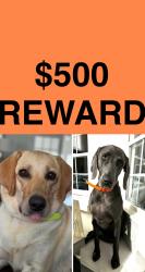 Lost Female Dog last seen Puckett road, Perry FL, Taylor County, FL 32348
