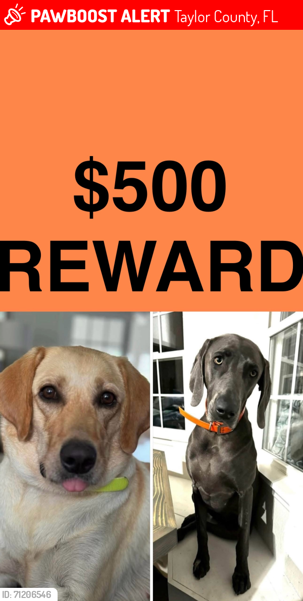 Lost Female Dog last seen Puckett road, Perry FL, Taylor County, FL 32348