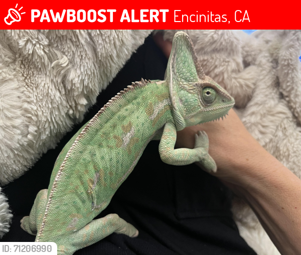 Lost Female Reptile last seen Newcastle facing Glenn Park, Encinitas, CA 92007