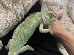 Lost Female Reptile last seen Newcastle facing Glenn Park, Encinitas, CA 92007