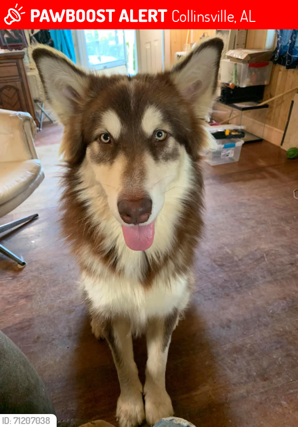 Lost Male Dog last seen Hwy 11 south of collinsville trade day, Collinsville, AL 35961