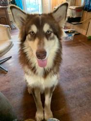 Lost Male Dog last seen Hwy 11 south of collinsville trade day, Collinsville, AL 35961