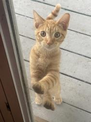 Lost Male Cat last seen North Fork Florissant, Florissant, MO 63031