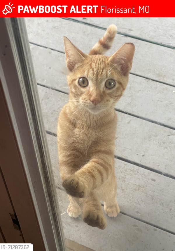 Lost Male Cat last seen North Fork Florissant, Florissant, MO 63031