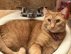 Lost Male Cat last seen Crestmont, Clearwater, FL 33760