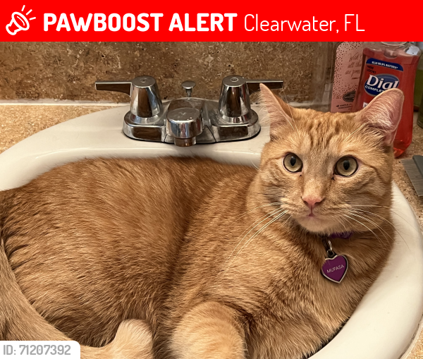 Lost Male Cat last seen Crestmont, Clearwater, FL 33760