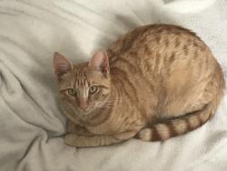 Lost Male Cat last seen Edith Street,Saint Budeaux , Saint Budeaux, England PL5