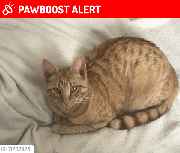 Lost Male Cat last seen Edith Street,Saint Budeaux , Saint Budeaux, England PL5