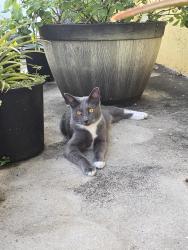 Lost Female Cat last seen Johnson Street & 92 Avenue, Pembroke Pines, FL 33024