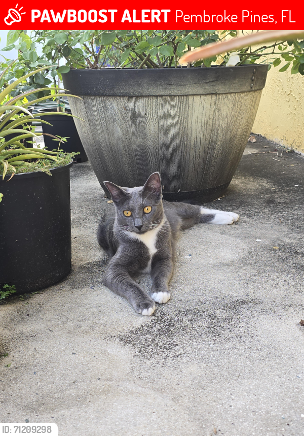 Lost Female Cat last seen Johnson Street & 92 Avenue, Pembroke Pines, FL 33024