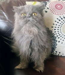 Lost Female Cat last seen Sw 64 street and 91 avenue, Miami, FL 33173
