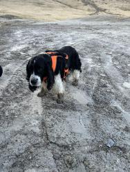 Lost Male Dog last seen Lizard Butte, Caldwell, ID 83607