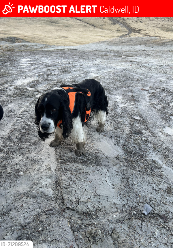 Lost Male Dog last seen Lizard Butte, Caldwell, ID 83607
