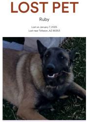 Lost Female Dog last seen 107th and lower buckeye, Tolleson, AZ 85353