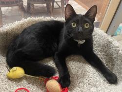 Lost Male Cat last seen Highway 11, Hwy 176, The Dog hse, Campobello, SC 29322