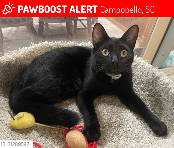 Lost Male Cat last seen Highway 11, Hwy 176, The Dog hse, Campobello, SC 29322