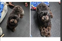 Lost Male Dog last seen Tillman and Denwall, Carson, CA 90746