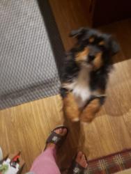 Lost Male Dog last seen Gravely Street n West Virginia Street in Mt.Airy NC , Mount Airy, NC 27030
