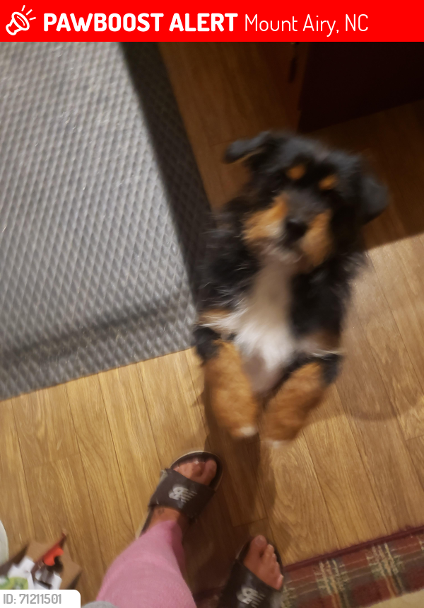 Lost Male Dog last seen Gravely Street n West Virginia Street in Mt.Airy NC , Mount Airy, NC 27030