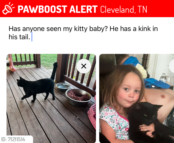 Lost Male Cat last seen Buchanan Rd, Cleveland, TN 37323