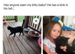 Lost Male Cat last seen Buchanan Rd, Cleveland, TN 37323