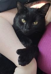 Lost Male Cat last seen 2nd Drive Everett, Everett, WA 98204