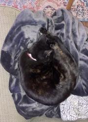 Lost Female Cat last seen Landfair & Midvale, Los Angeles, CA 90024