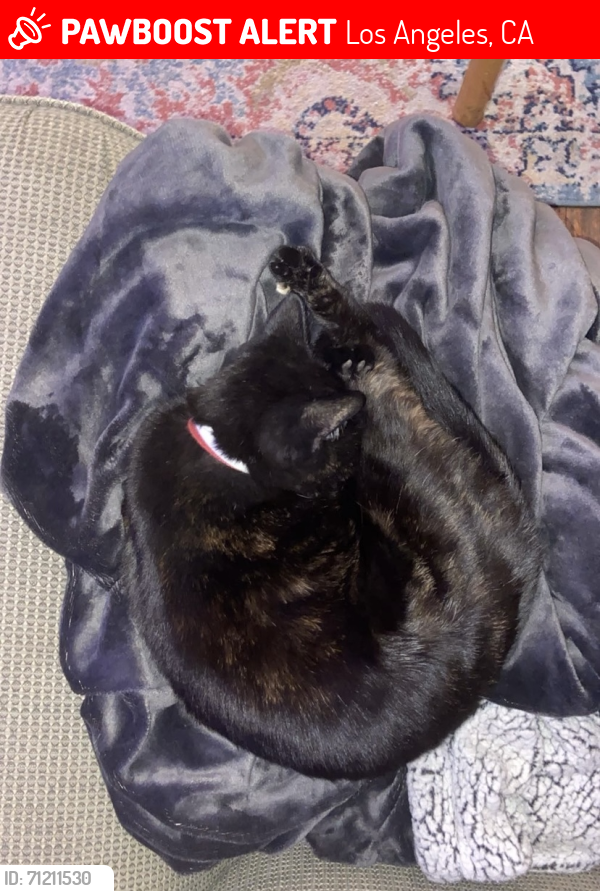 Lost Female Cat last seen Landfair & Midvale, Los Angeles, CA 90024