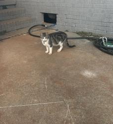 Lost Male Cat last seen Near Sulphur Springs Dr, Greenville, SC 29617, Greenville, SC 29617