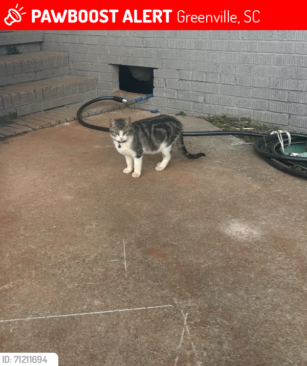 Lost Male Cat last seen Near Sulphur Springs Dr, Greenville, SC 29617, Greenville, SC 29617